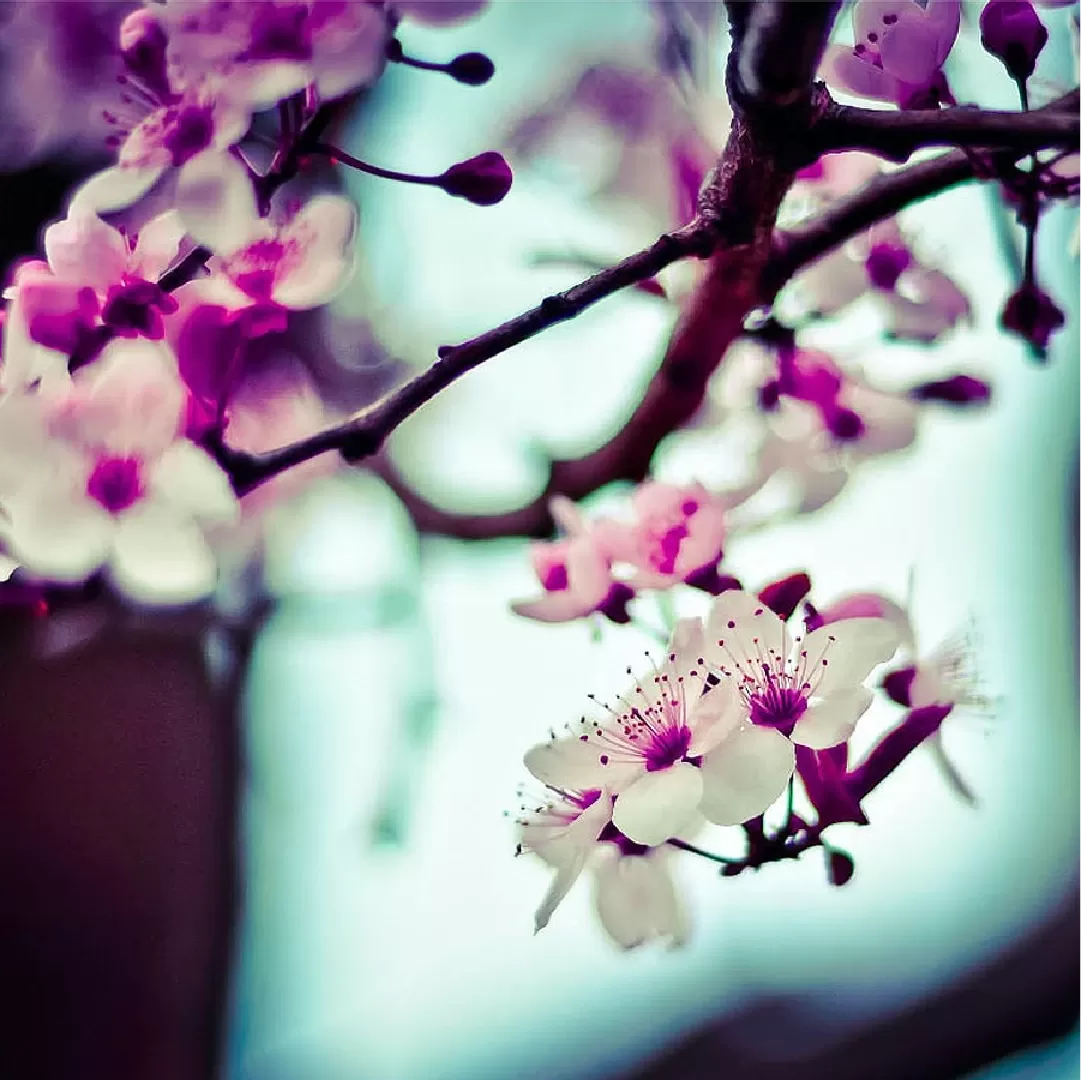 Paulines Inner Healing