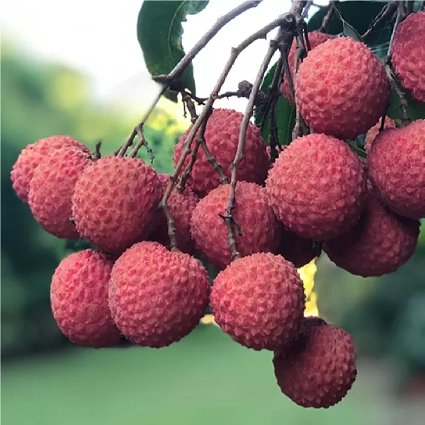 Yanalla Farms - Yanalla Lychee