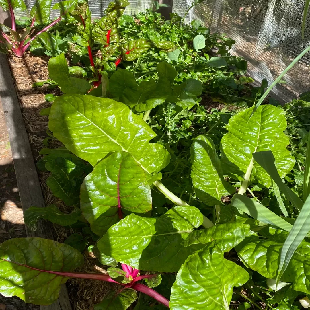 Growing my own vegetables