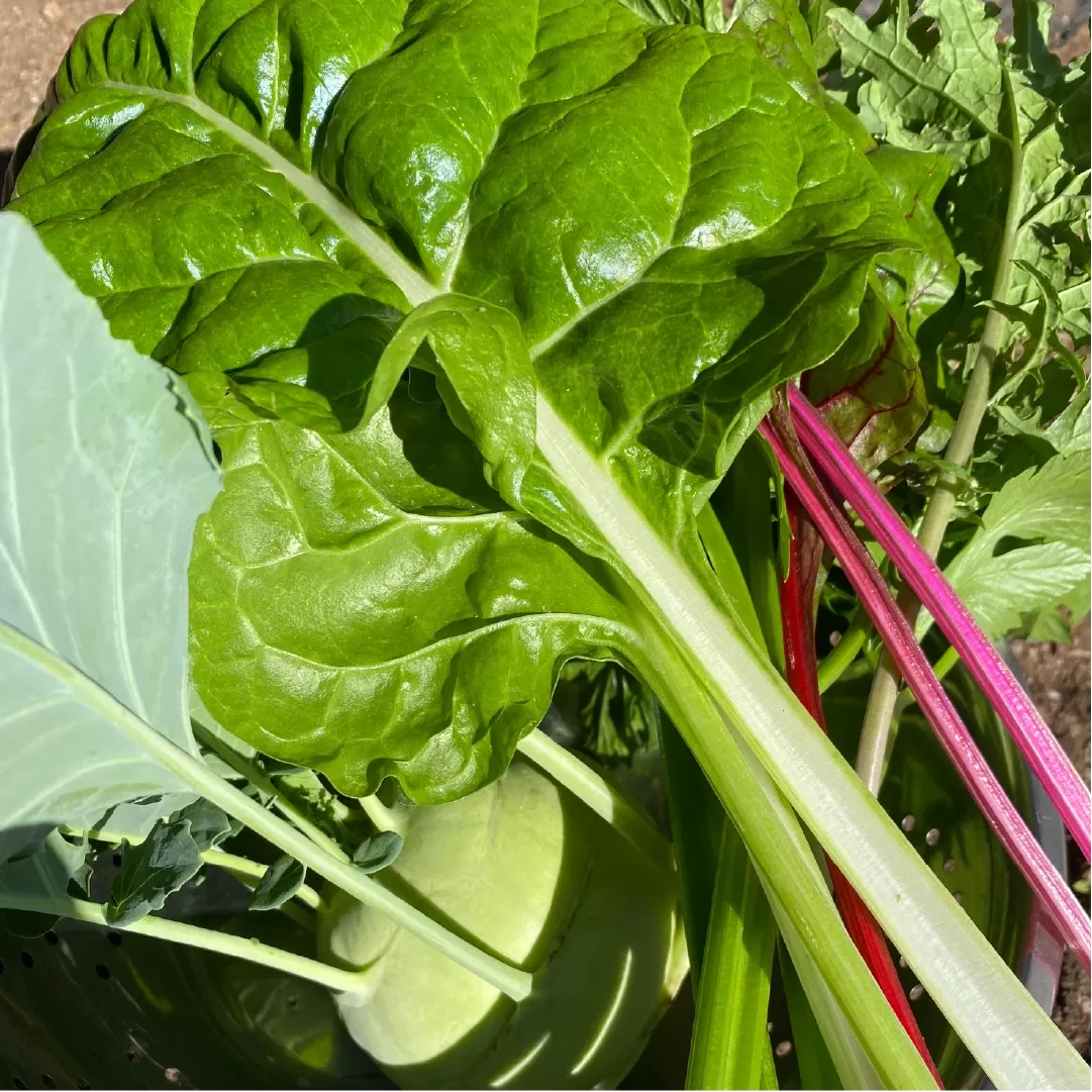 Fresh vegetables from my garden